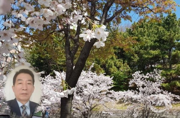전체사진-부산시 소재 공원 벚꽃전경, 좌측하단-시인 김상출(출처=영남연합뉴스DB)